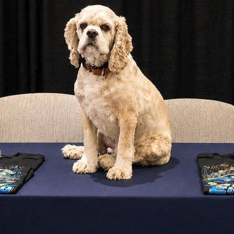 Sammy the booth dog